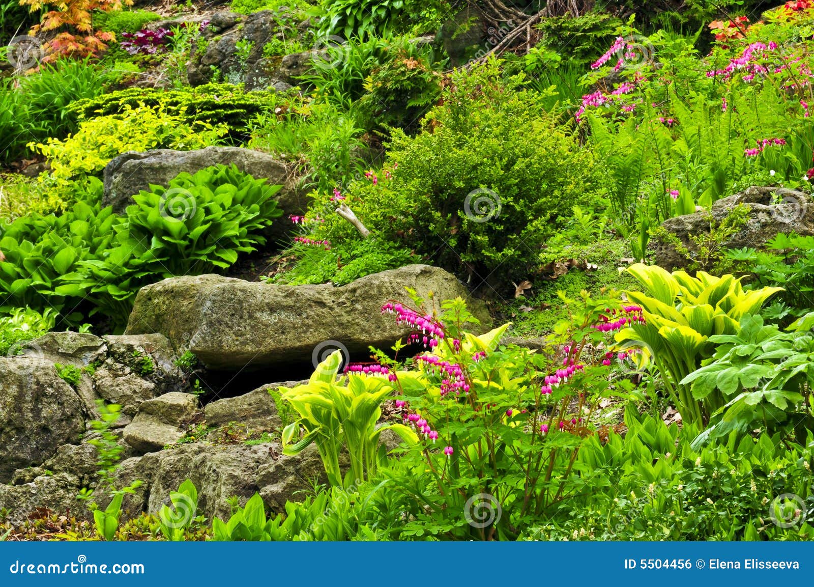 Felsengarten stockfoto. Bild von schönheit, liebhaberei - 5504456