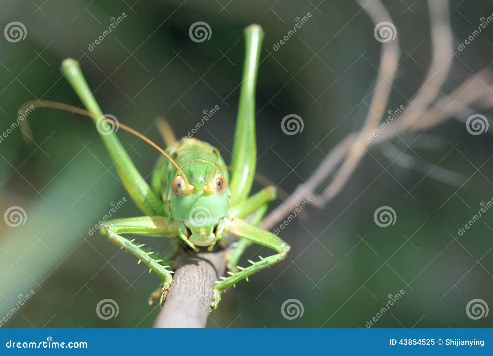 Femal cricket stock image. Image of insects, insect, frontal 43854525