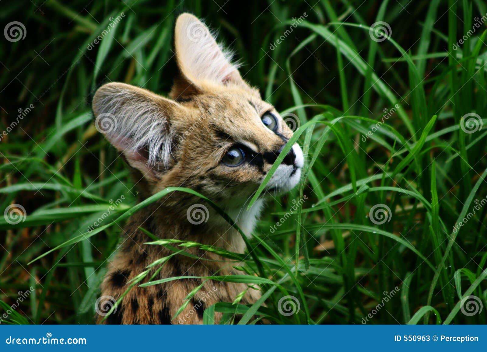 femal serval cub