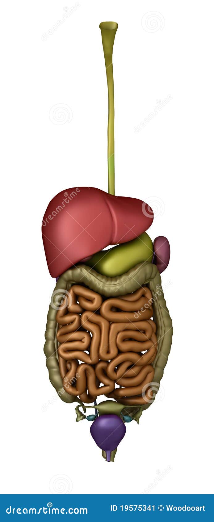 Female abdominal organs stock illustration. Illustration of