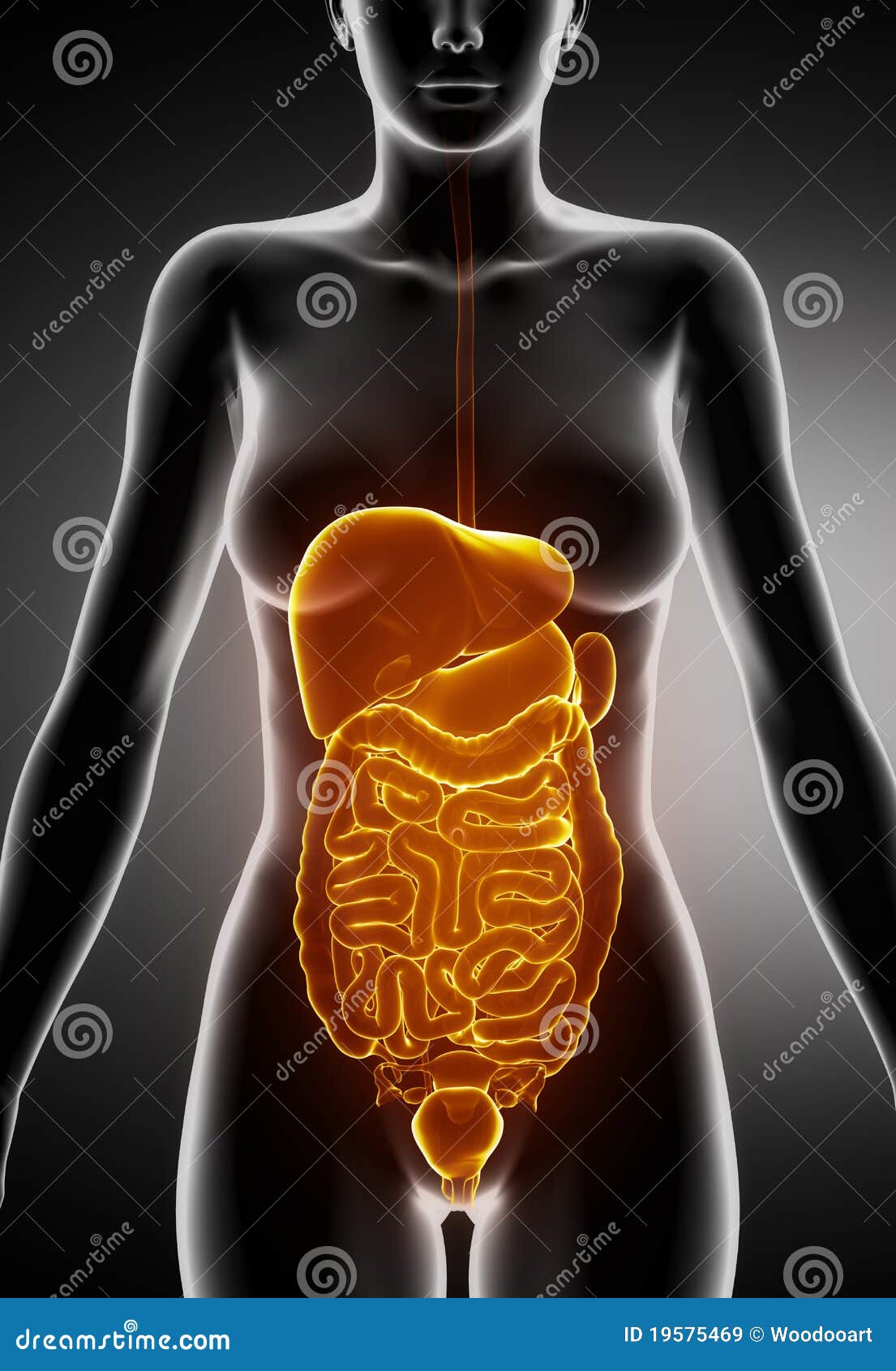 Female Abdominal Organs With Skeleton Stock Image | CartoonDealer.com