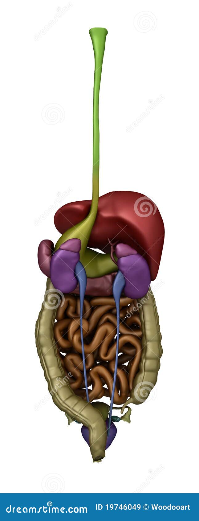 Female Abdominal Organs - Posterior View Stock Illustration
