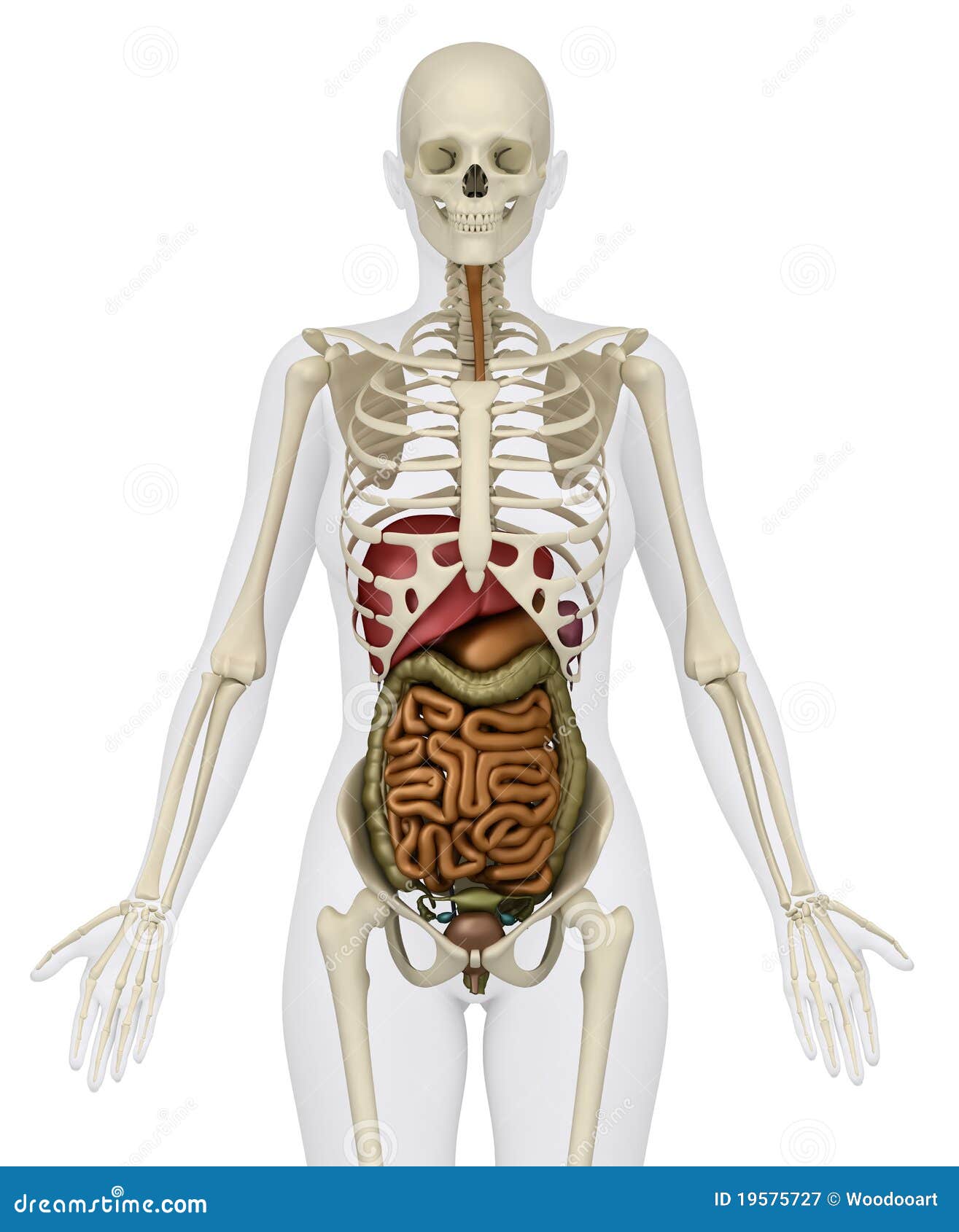 Female Abdominal Organs With Skeleton Royalty Free Stock Photography
