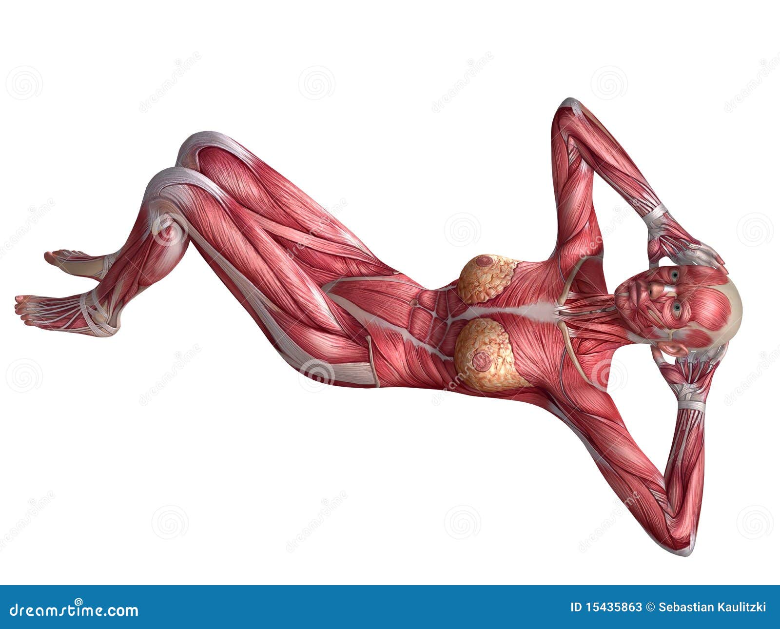Female abs workout stock illustration. Illustration of front 15435863