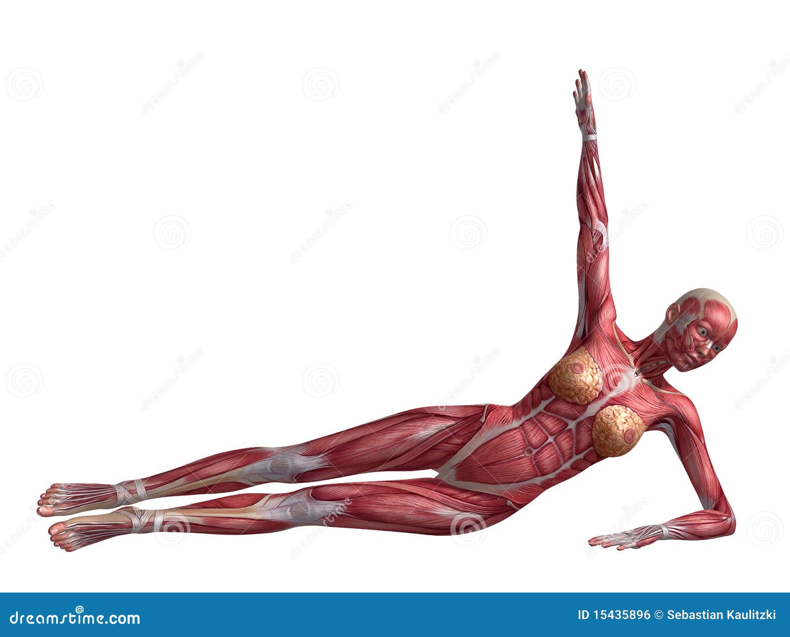 Female abs workout stock illustration. Illustration of biceps 15435896