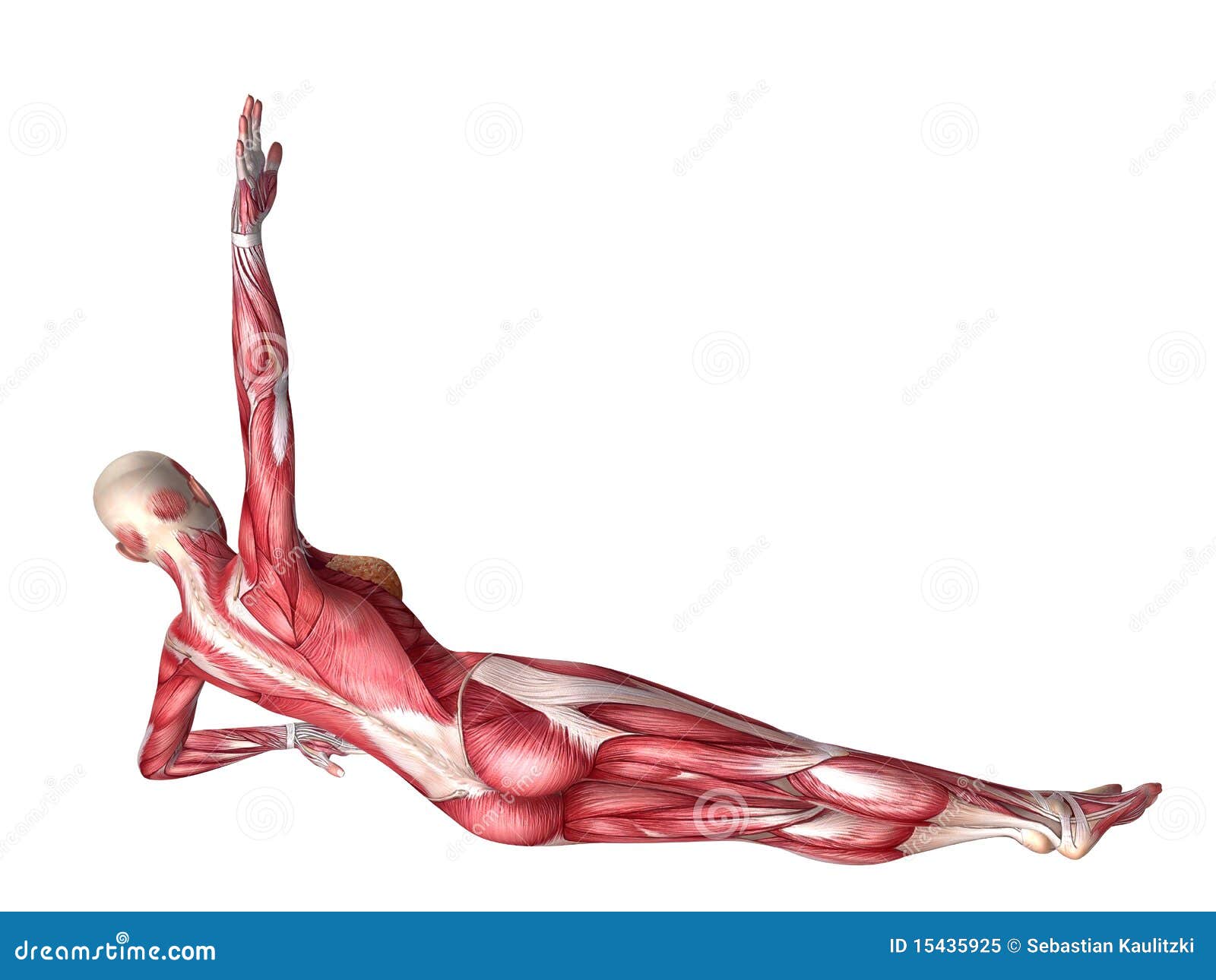 Featured image of post Female Abs Anatomy Drawing Free samples of various female poses