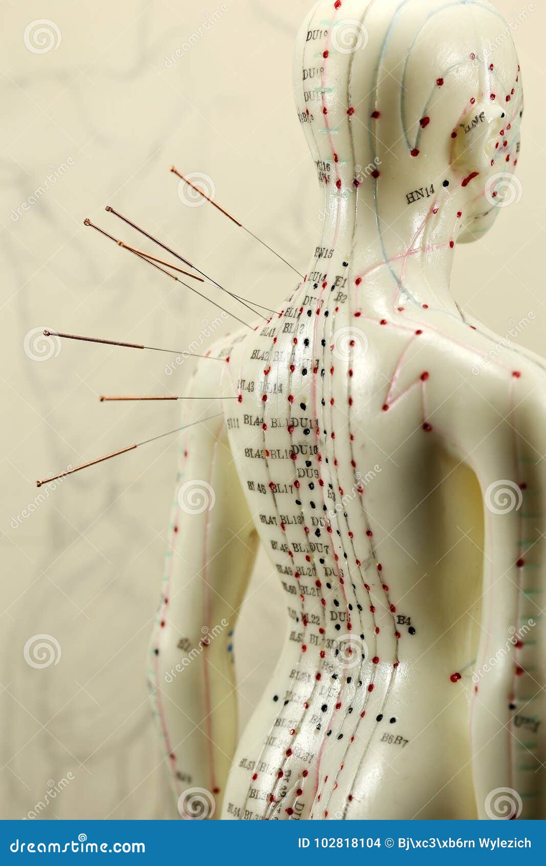 Acupuncture model stock photo. Image of acupuncture 102818104