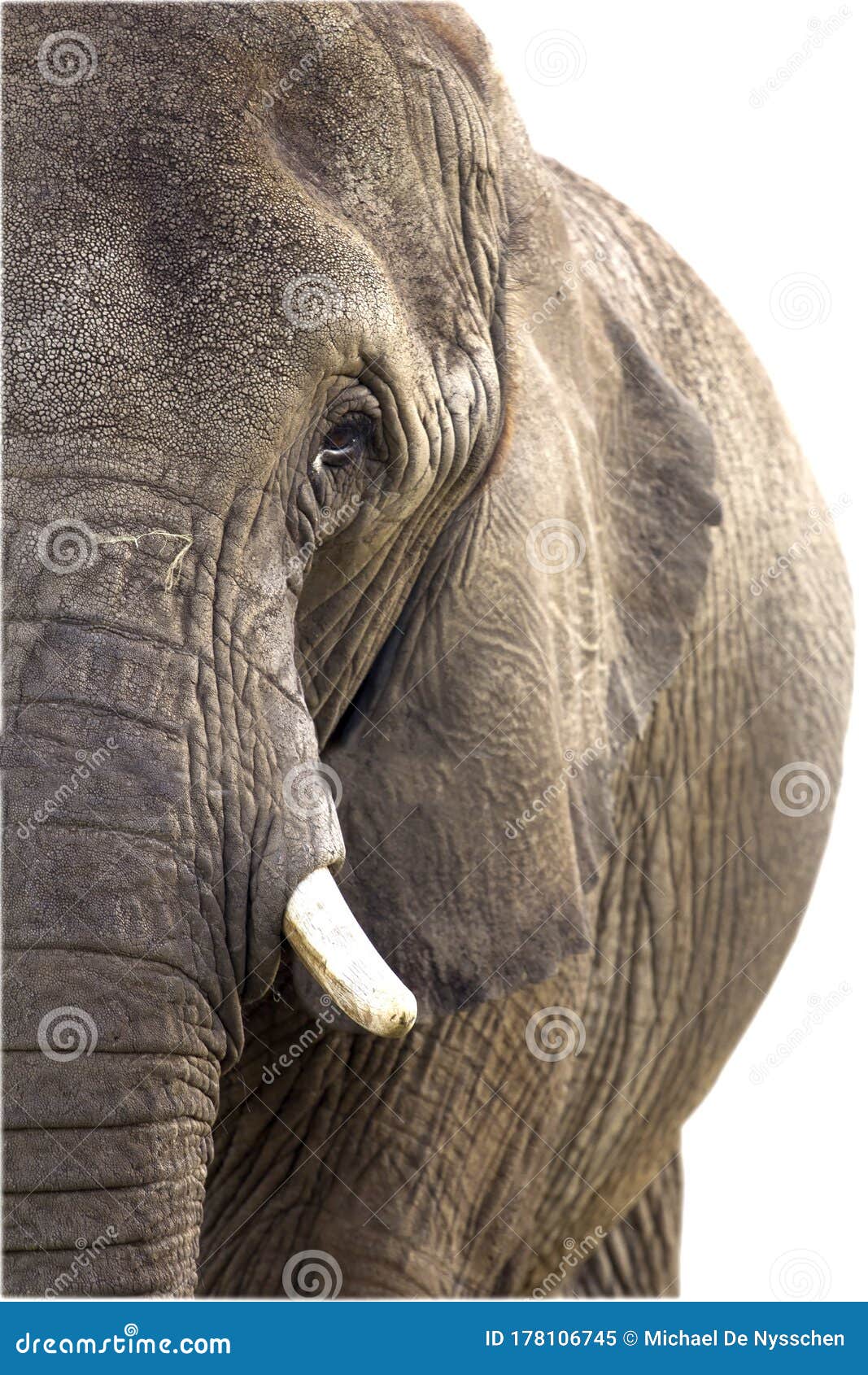 female african elephant  tusk background