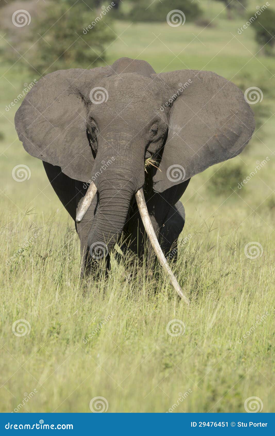 female african elephant with long tusk (loxodonta africana)