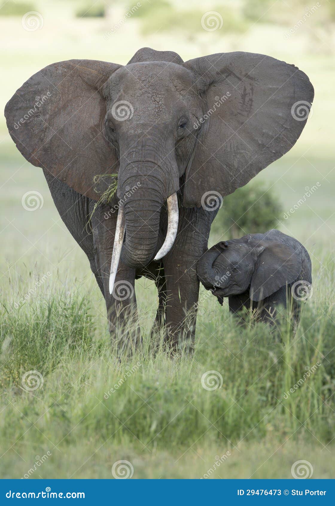 female african elephant with long tusk (loxodonta africana) with