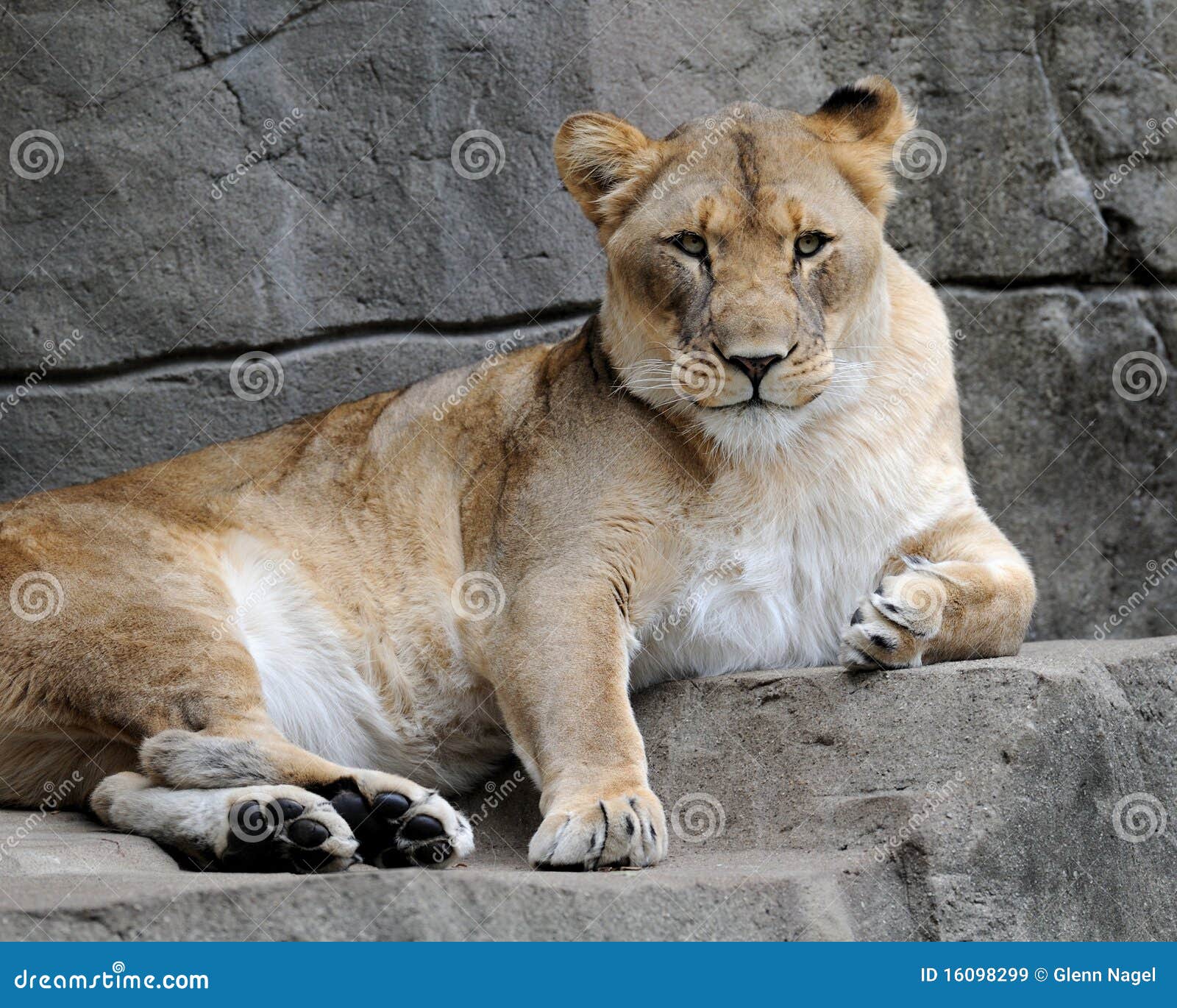 Female African lion stock image. Image of powerful, lioness 16098299