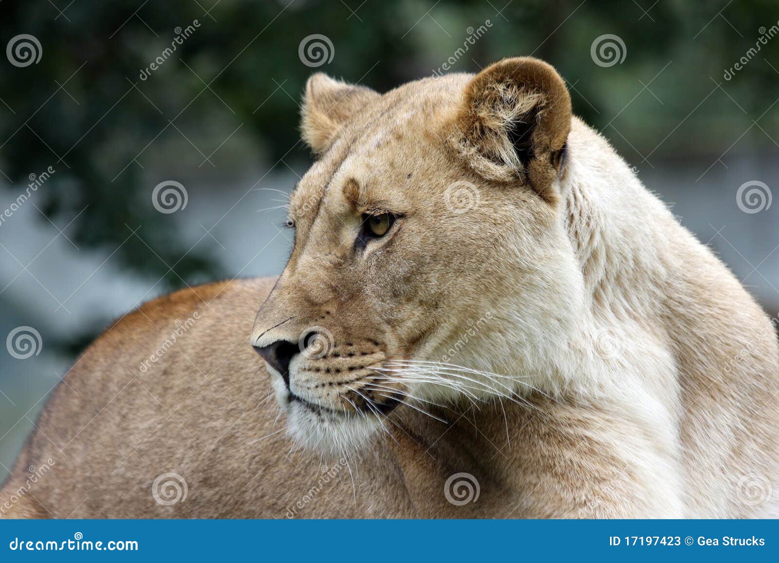 Female african lion stock image. Image of wilderness 17197423