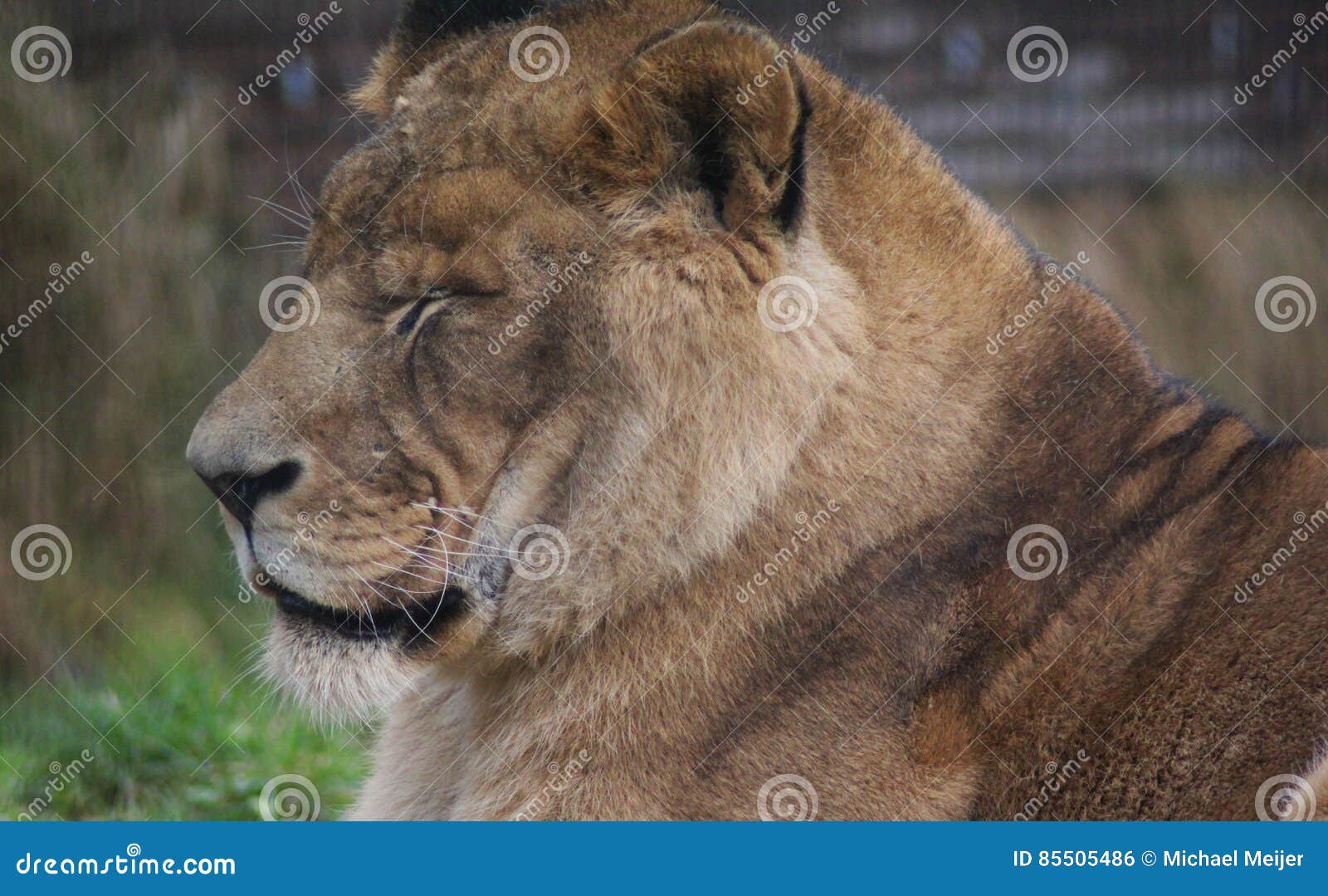 Female african lion head stock photo. Image of gold ...