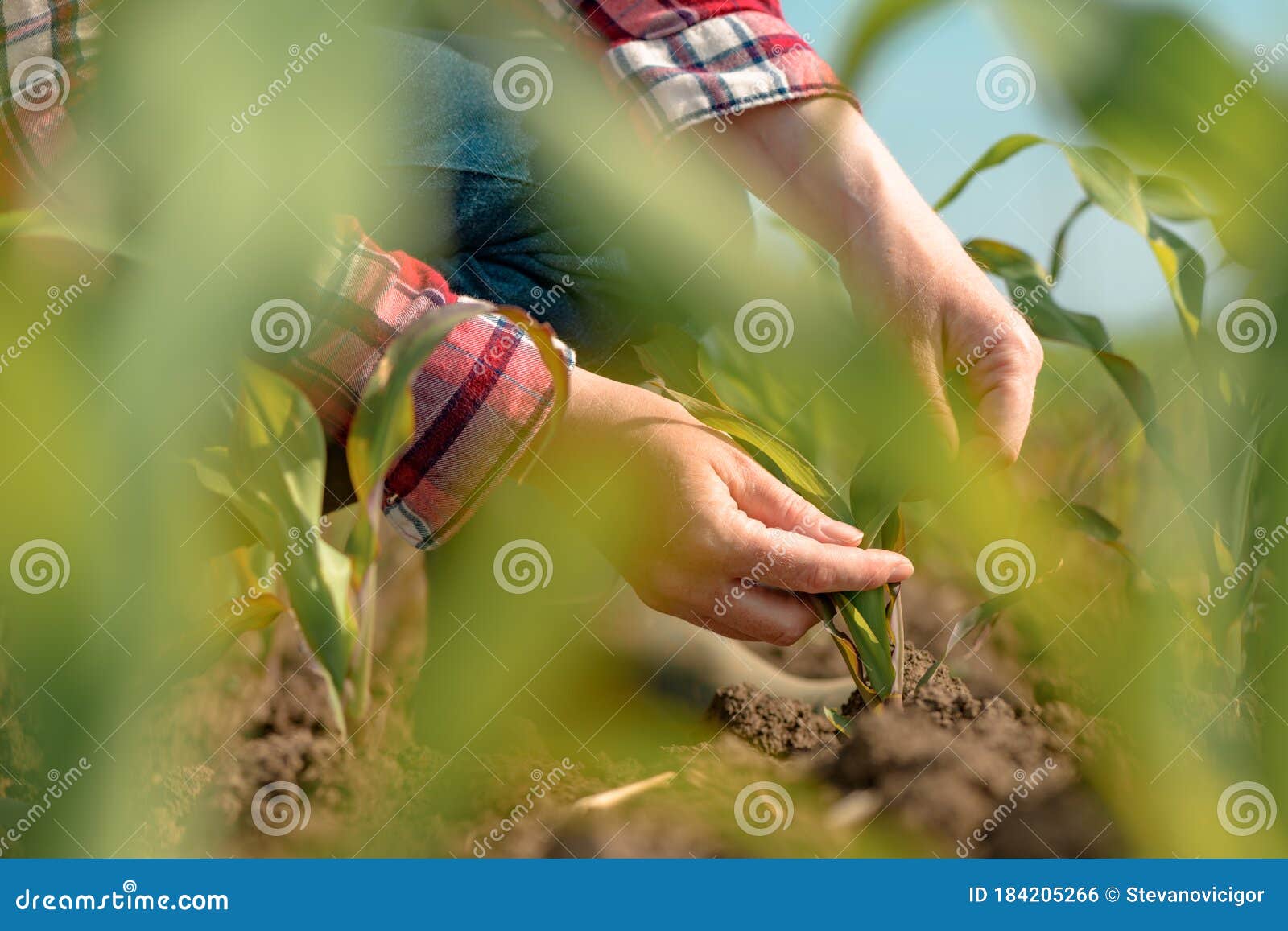 female agronomist examining young green corn crops in field