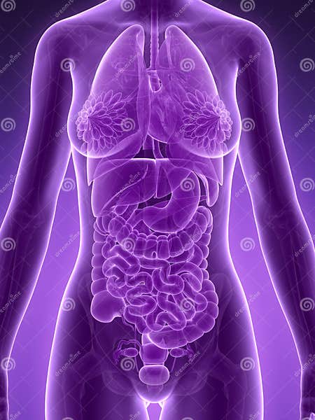 Female anatomy stock illustration. Illustration of purple - 30723174