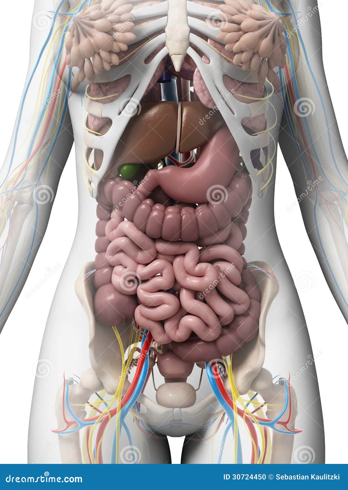 Female anatomy stock illustration. Image of hepatic, medicine - 30724450