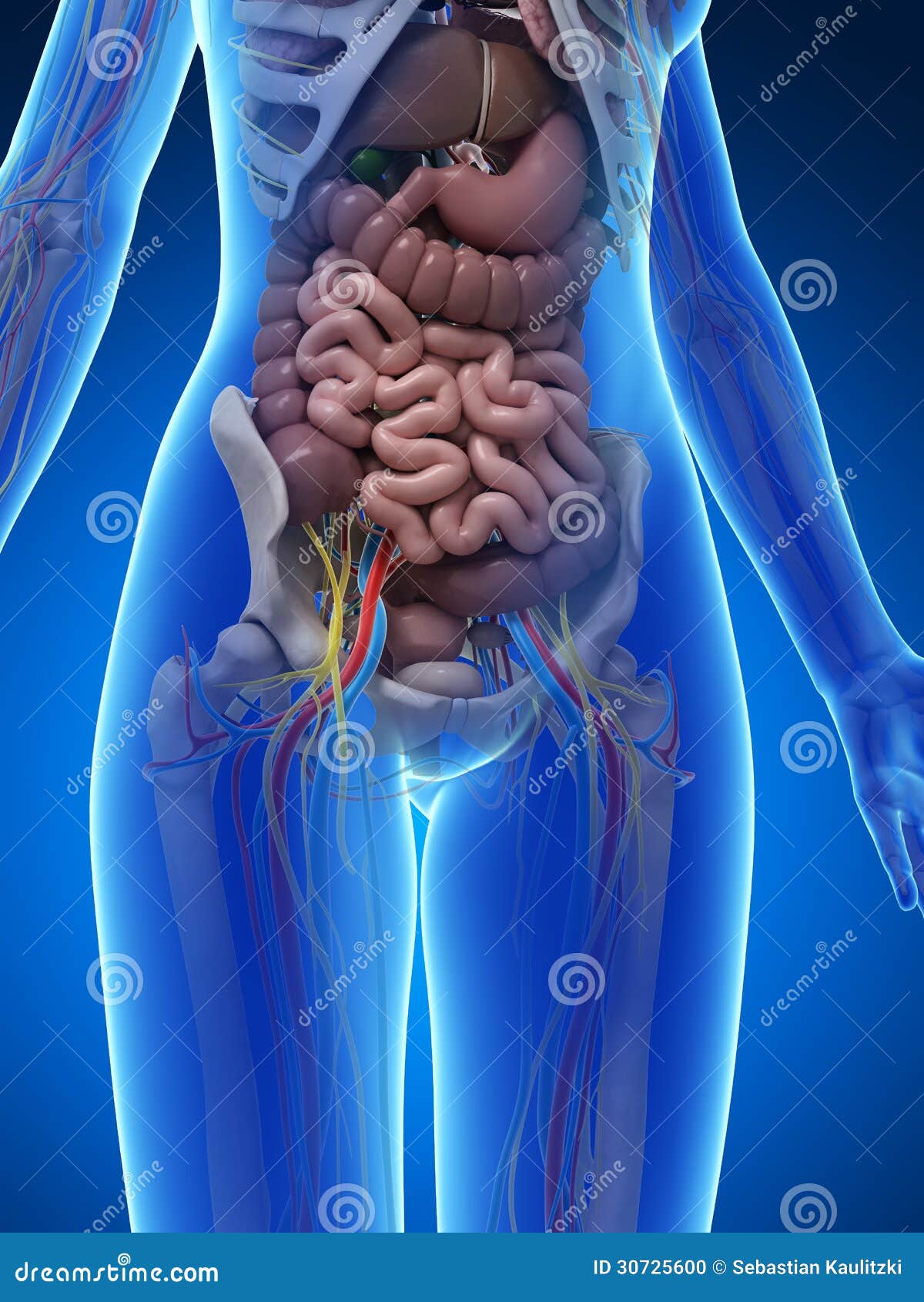 Female anatomy stock illustration. Illustration of healthy - 30725600