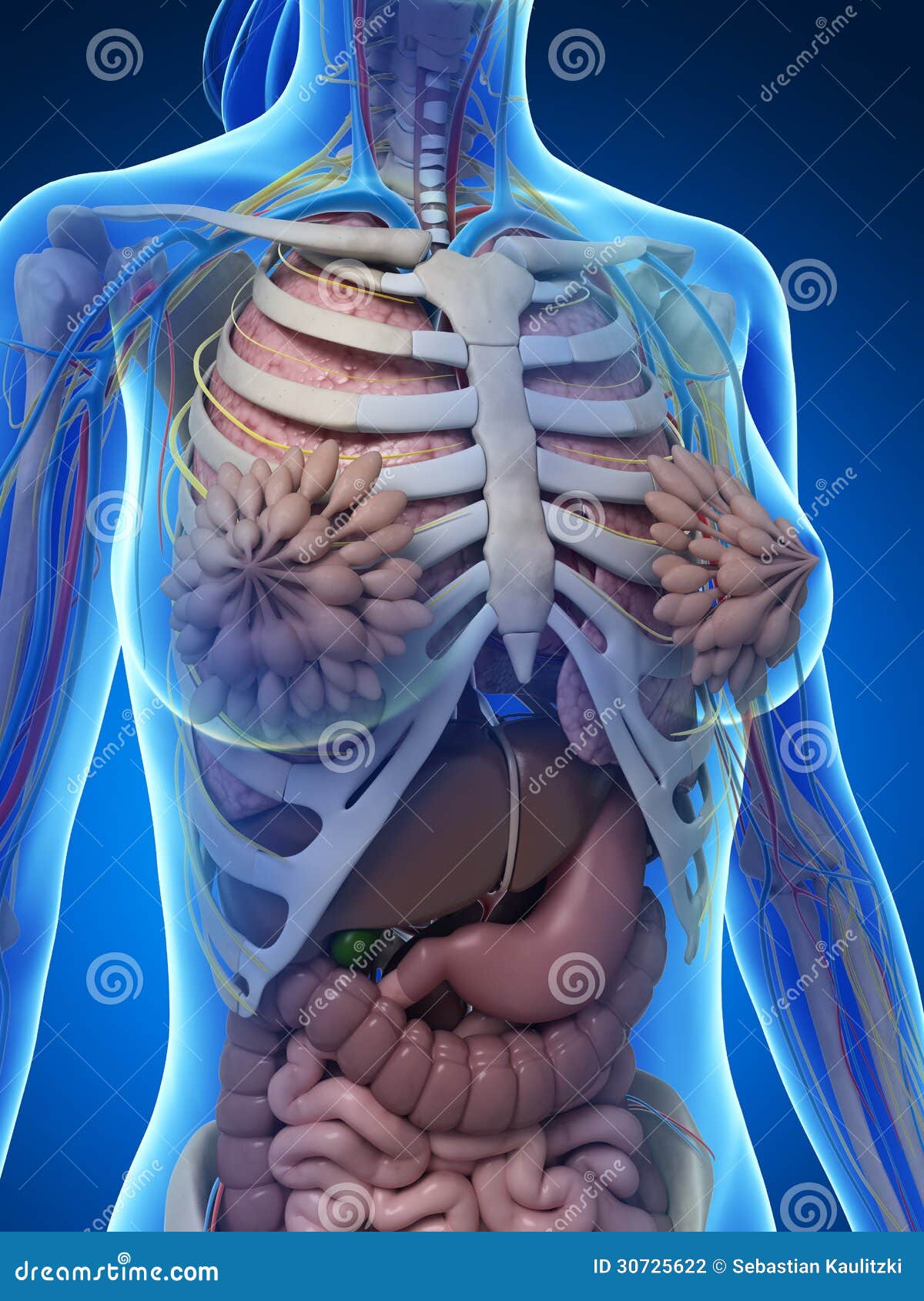 Female anatomy stock illustration. Illustration of diagram - 30725622