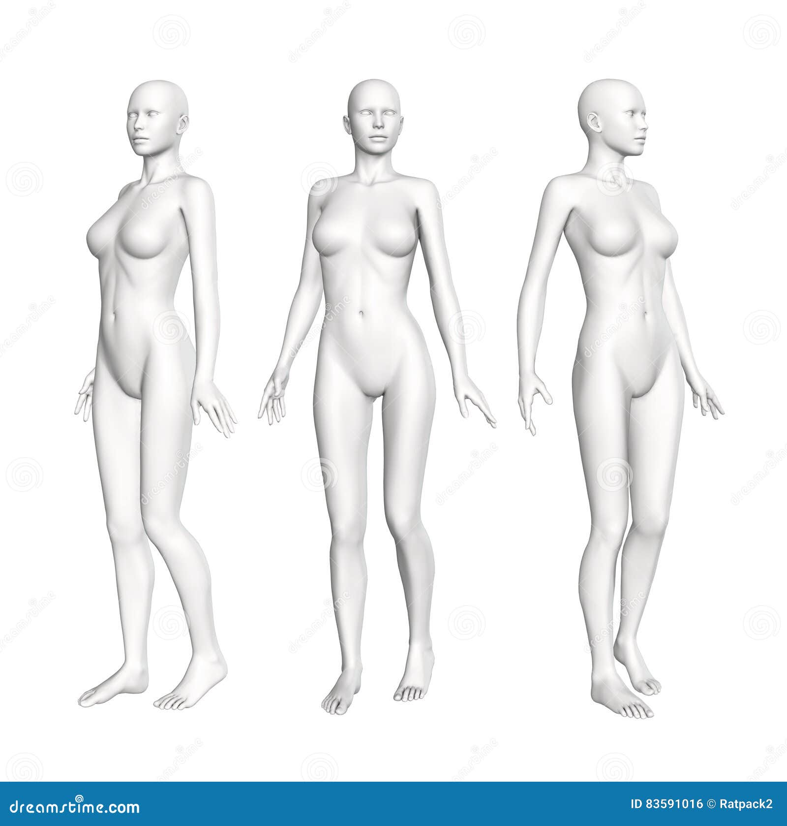 Anatomy of Female Muscular System, Exercise and Stock Vector - Illustration  of standing, lady: 57581884