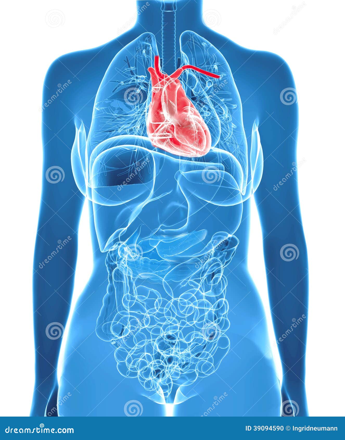 Female Anatomy With Highlighted Heart Stock Illustration ...