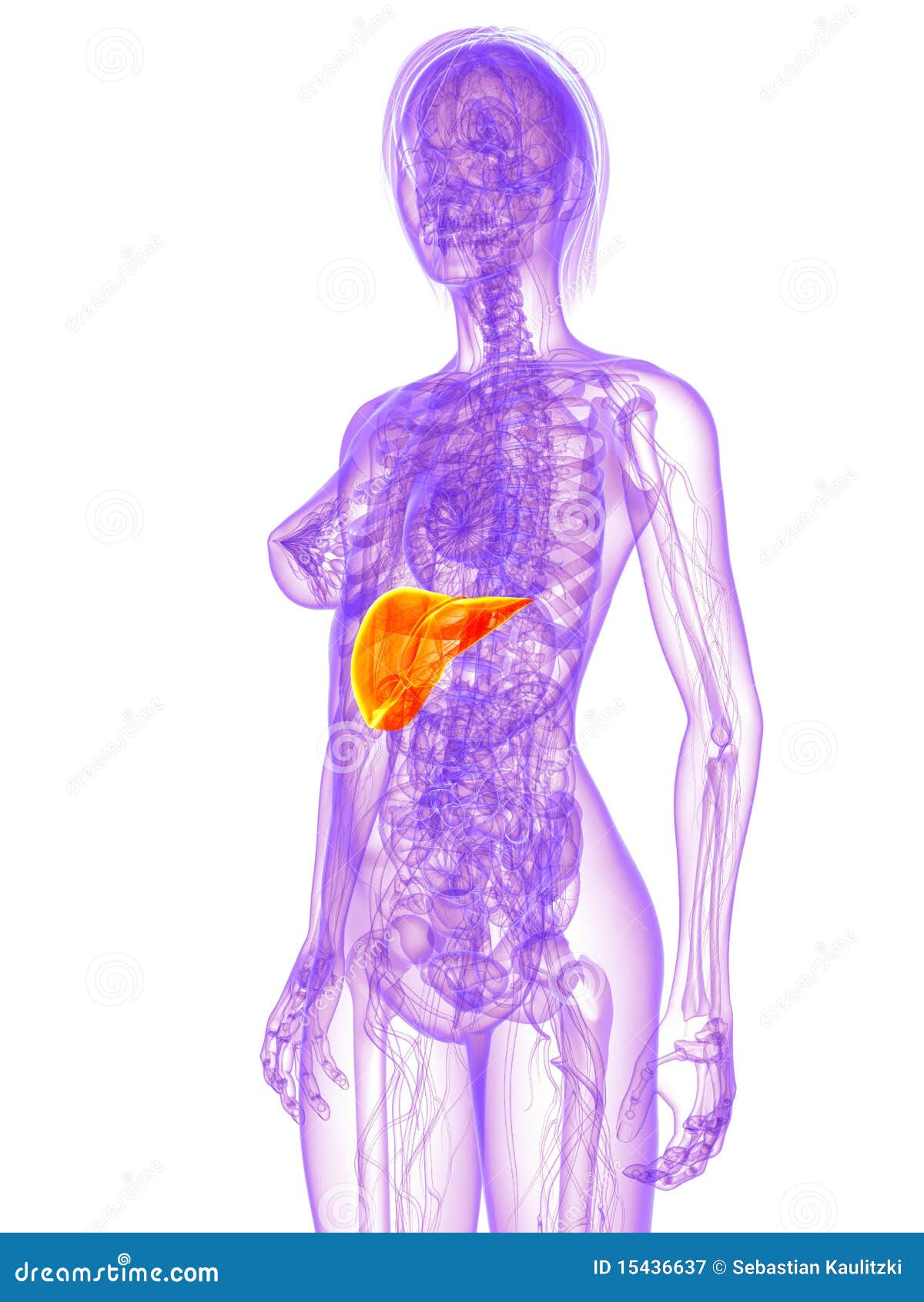 female anatomy - liver