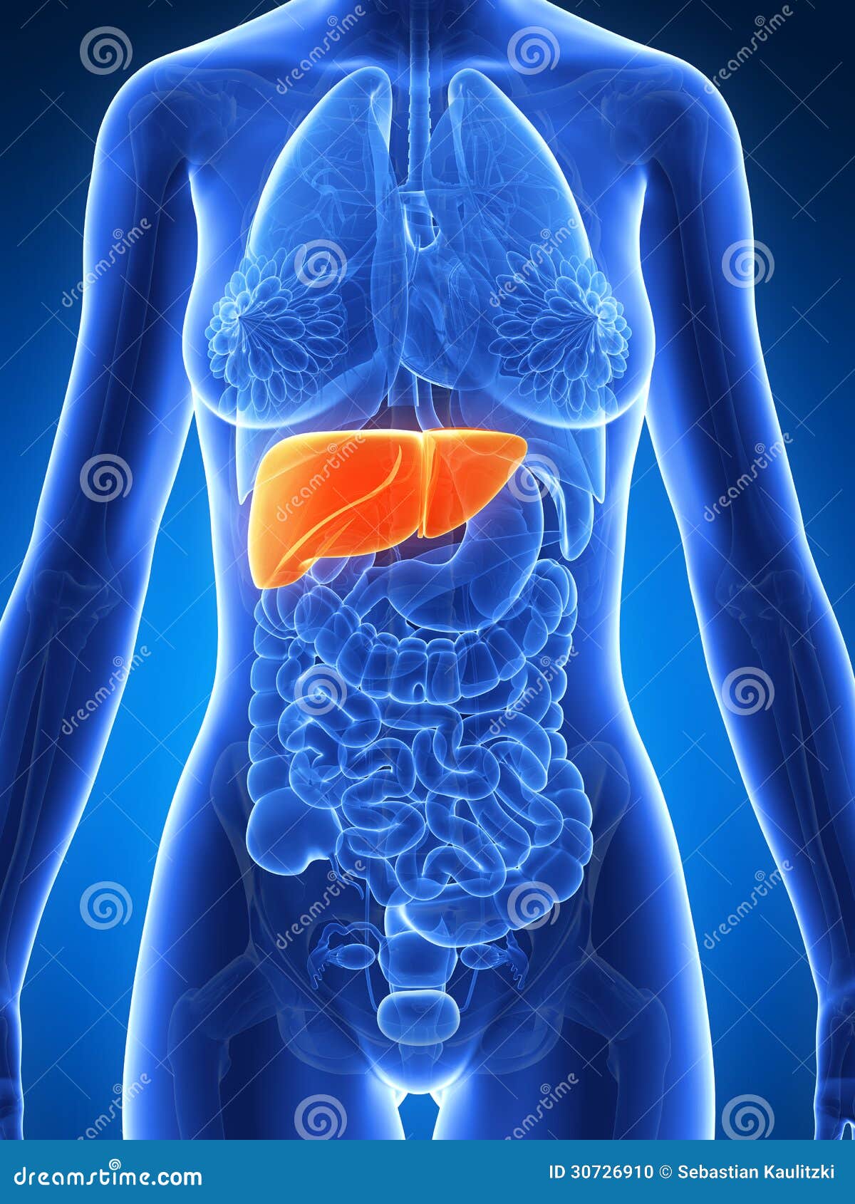 Female Anatomy - Liver Stock Photo - Image: 30726910