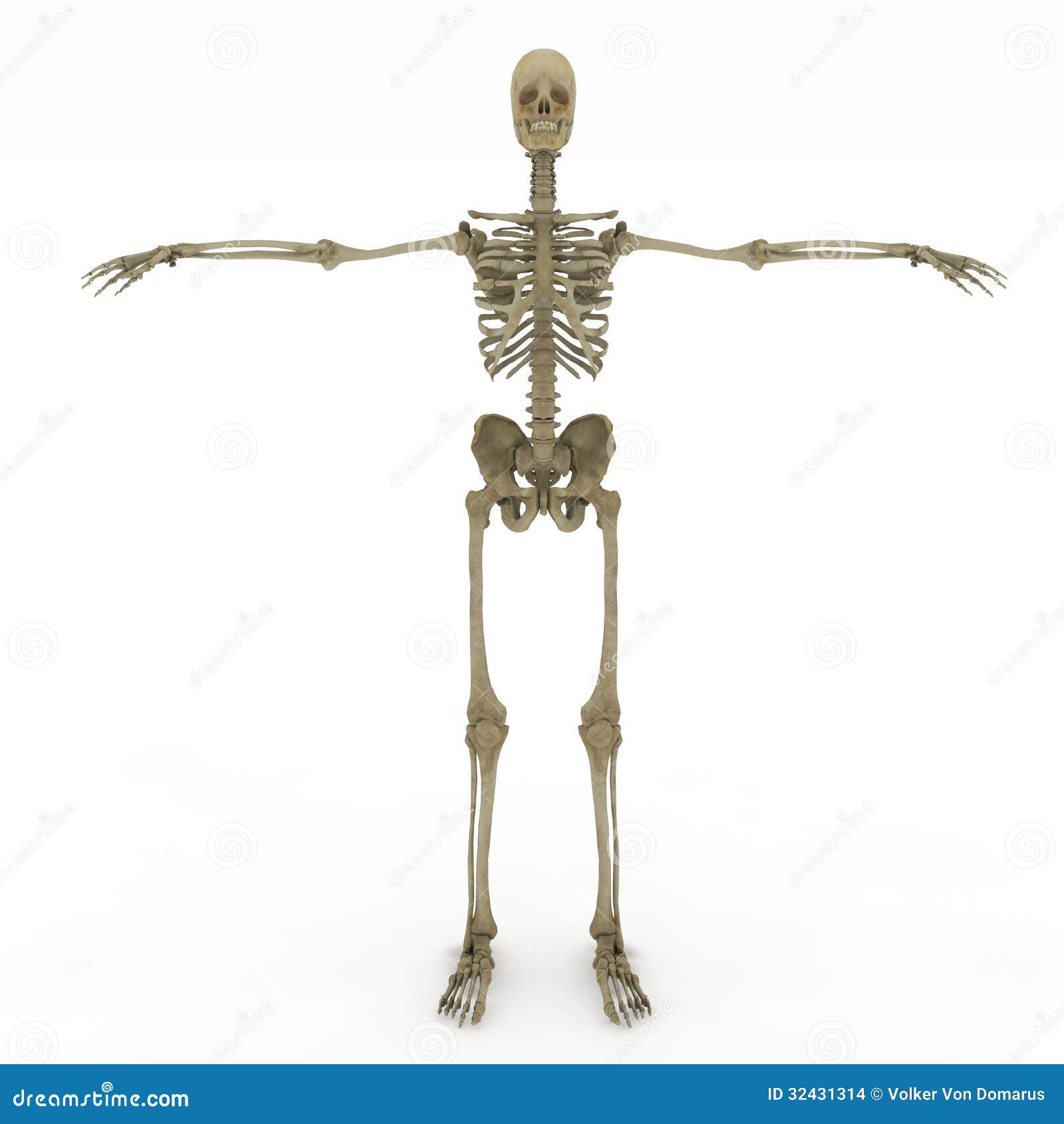 Female Anatomy Only Skeletal Stock Illustration - Illustration of