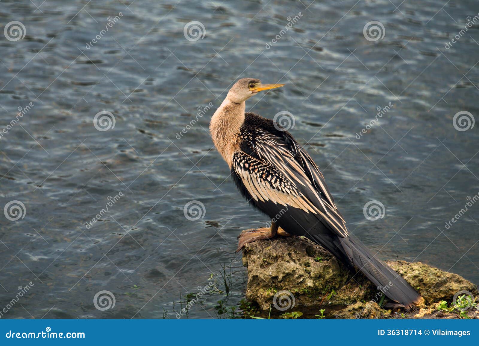 Female Anhinga. The Anhinga, sometimes called Snakebird, Darter, American Darter, or Water Turkey, is a water bird of the warmer parts of the Americas. It is a cormorant-like bird with an average body length of 85 cm (33 in), a wingspan of 117 cm (46 in), and a mass of up to 1.35 kg (3.0 lb). It is a dark-plumaged piscivore with a very long neck, and often swims with only the neck above water.