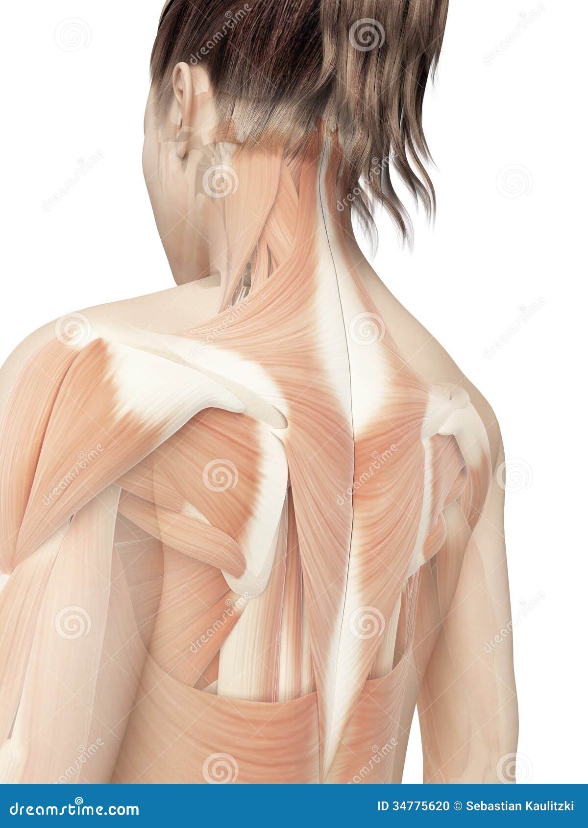 Female back muscles stock illustration. Illustration of woman - 34775620
