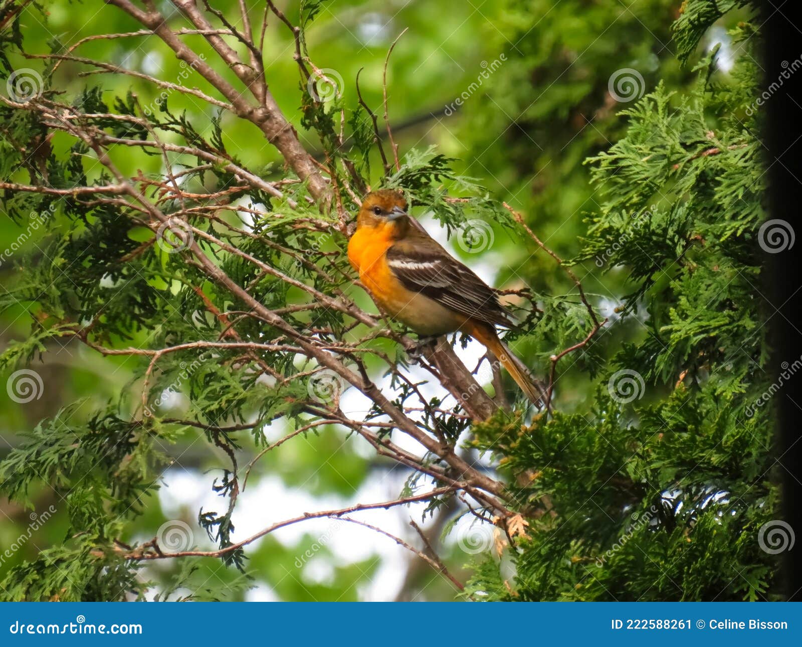 A Female Baltimore Oriole in the Cedar Tree with Her Orange Color Stock