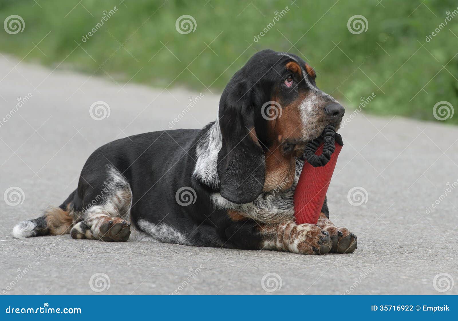 Female Basset Hound dog stock photo. Image of female 35716922