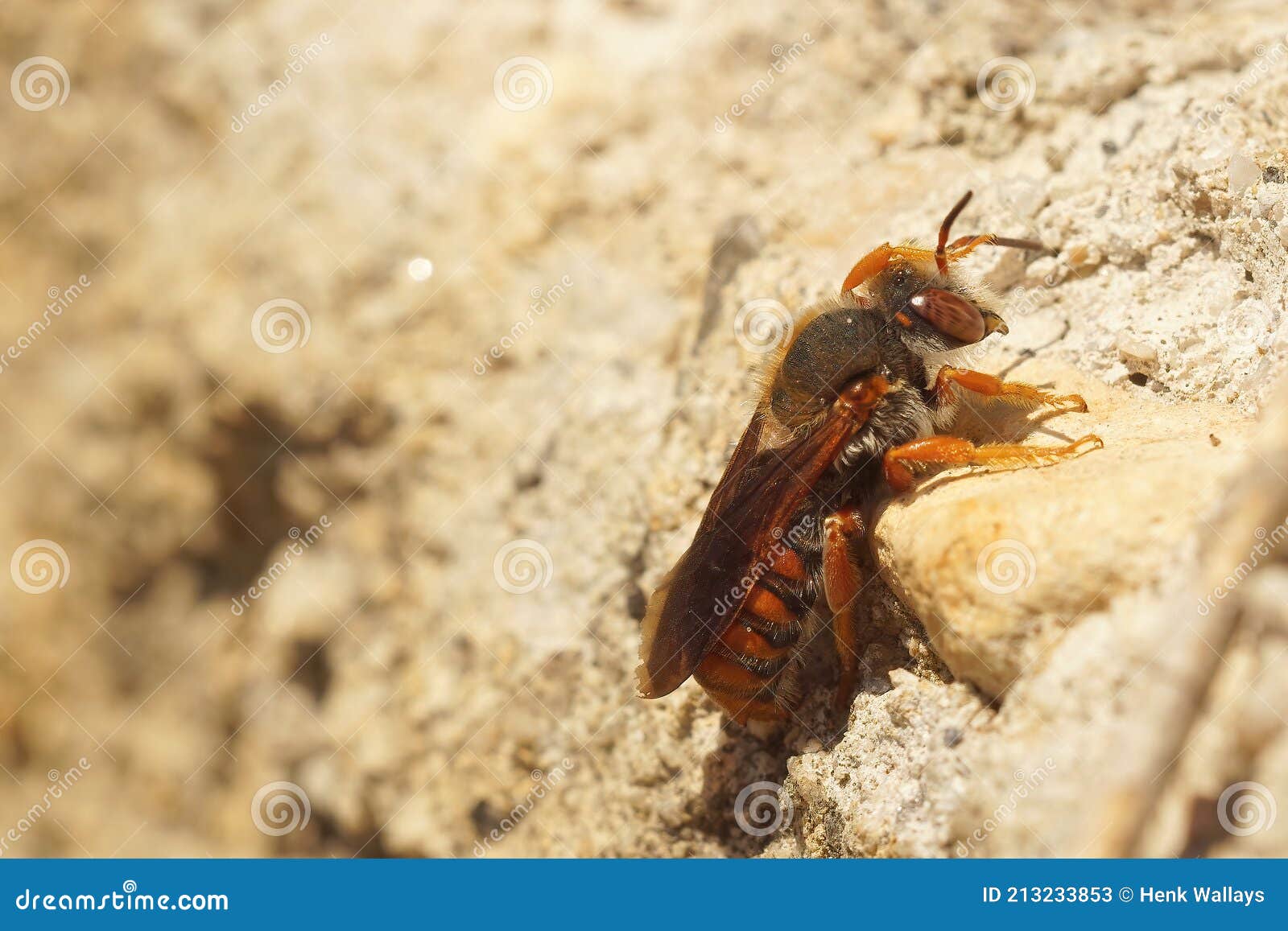 a female of the beautiful red rhodanthidium sticticum warming up on a wall in southern france