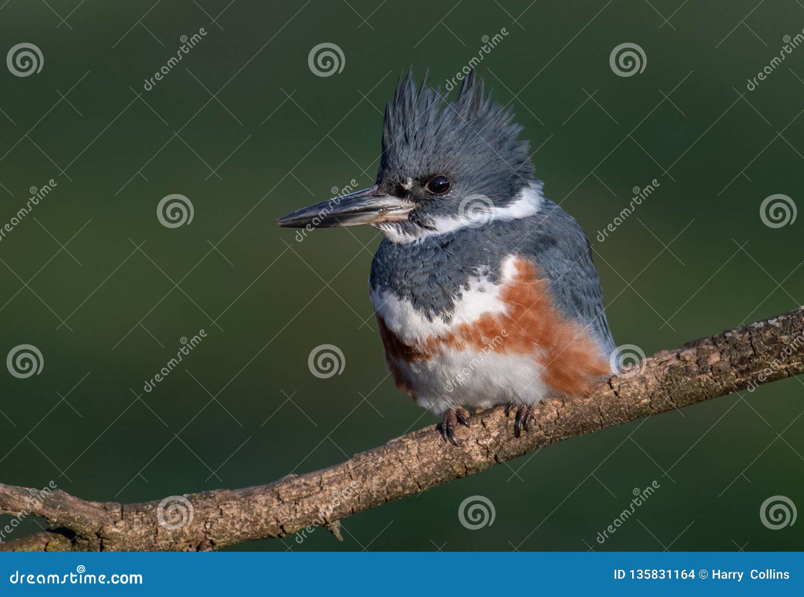 Belted Kingfisher Portrait stock photo. Image of morph - 135831164