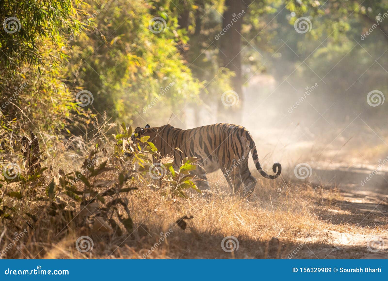 Female Bengal Tiger Marking His Taken during a Safari at Bandhavgarh National Park in State of Madhya Pradesh Editorial Stock Image - Image of indiascientific, grass: 156329989 Female Bengal Tiger Marking His Taken during a Safari at Bandhavgarh National Park in State of Madhya Pradesh Editorial Stock Image - Image of indiascientific, grass: 156329989