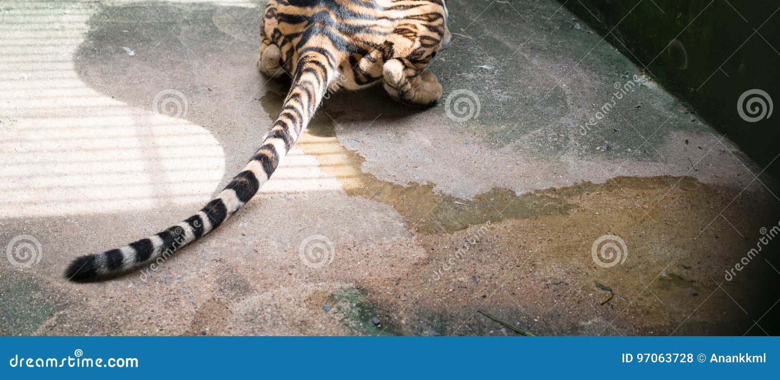 Female bengal tiger Pee stock photo. Image of animal 97063728