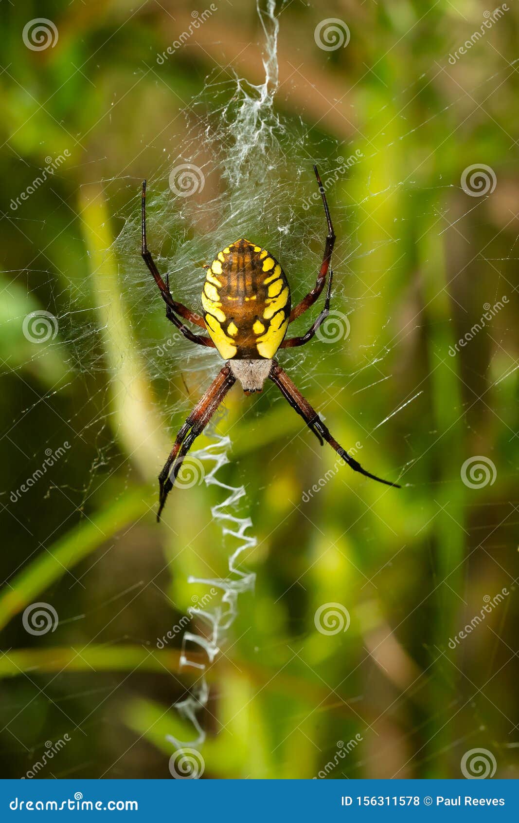 Black And Yellow Garden Spider Argiope Aurantia Stock Photo