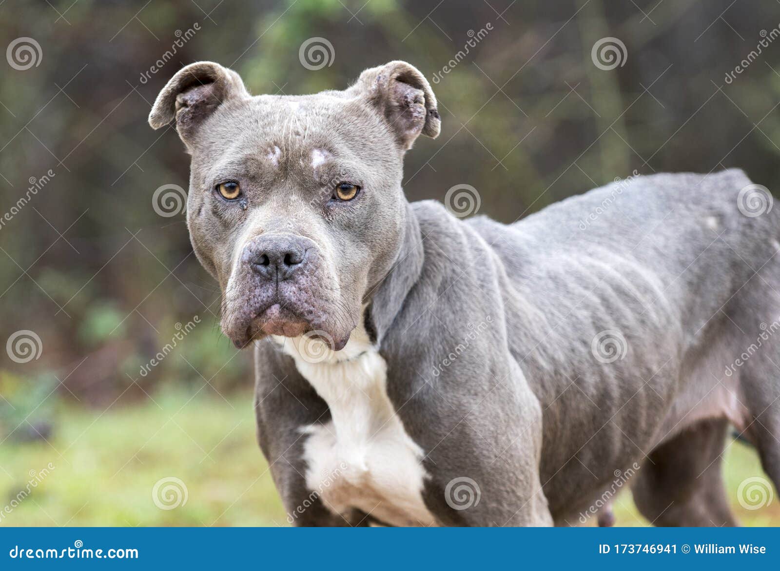 can a pitbull be an outside dog
