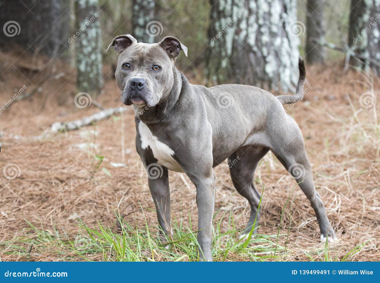 american blue pitbull