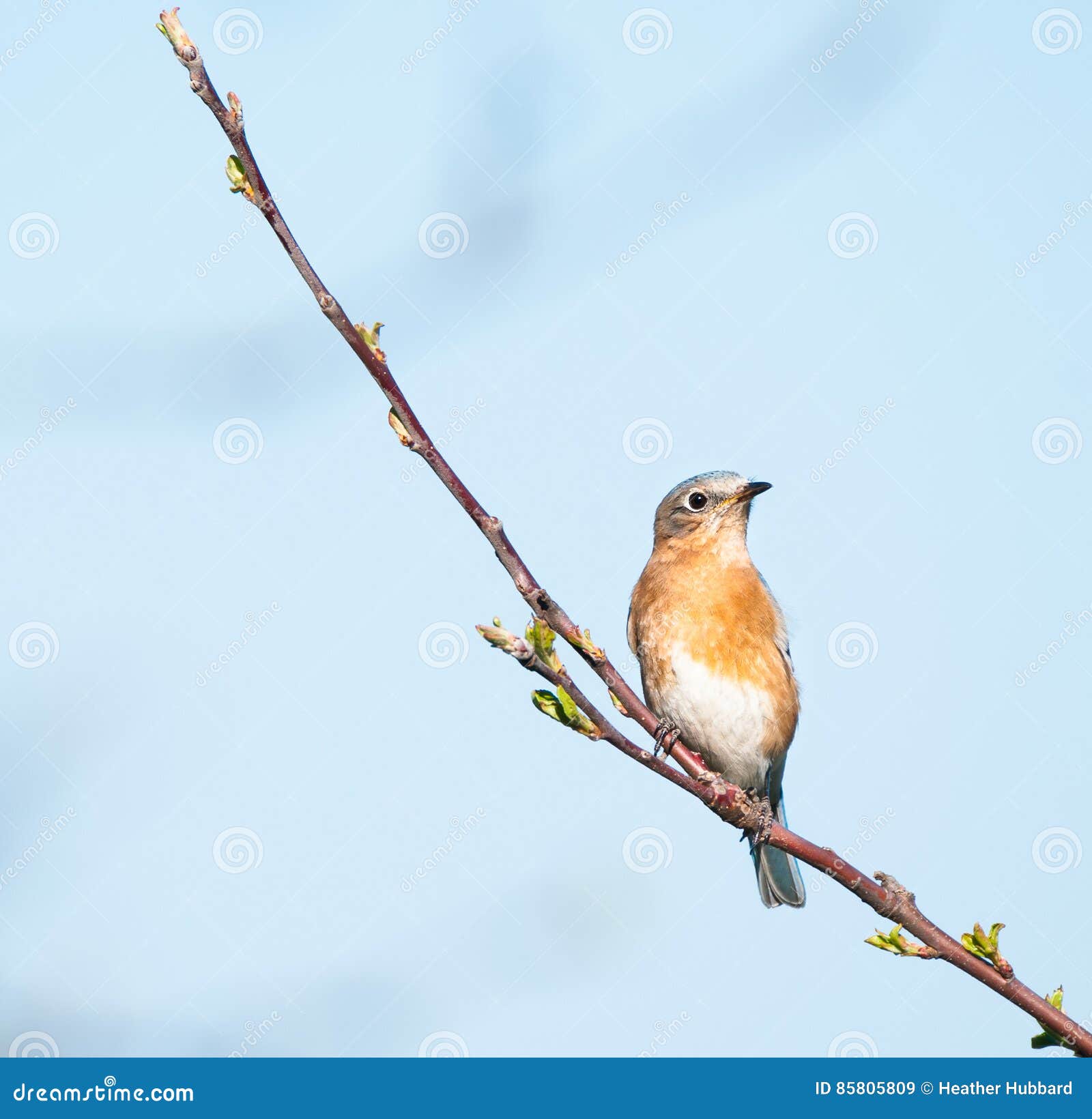 Female Bluebird stock image. Image of nature, tree, female 85805809