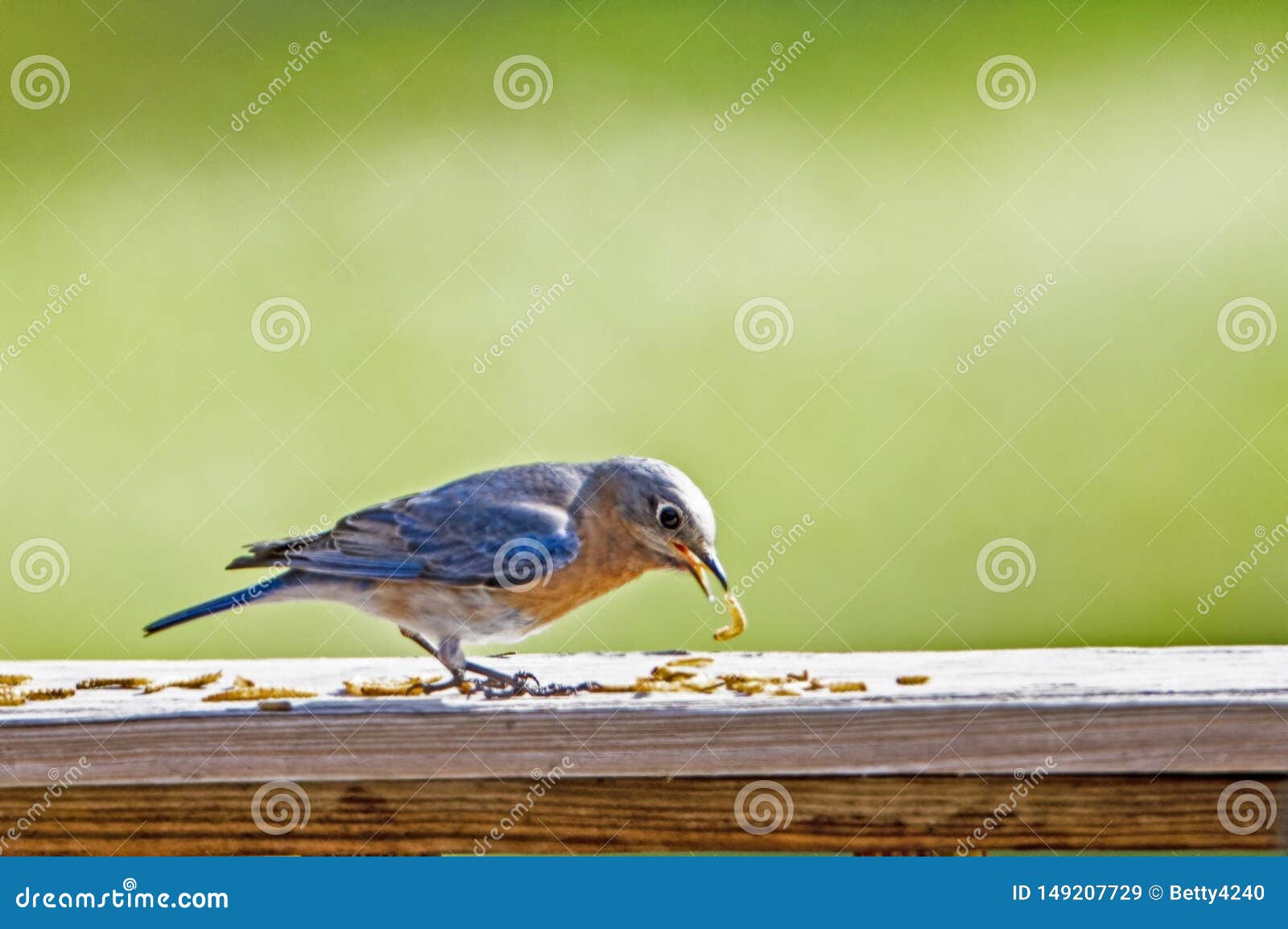 Dried Mealworms Wild Bird Food Background RoyaltyFree Stock