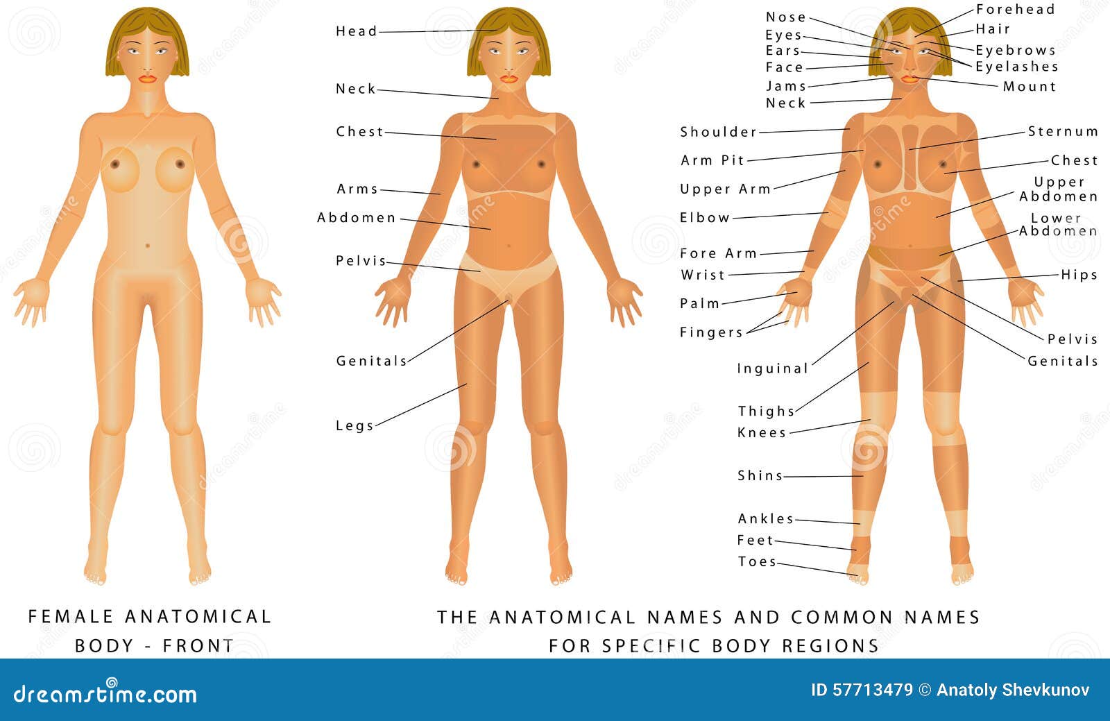 Female body - Front stock vector. Illustration of outline - 57713479