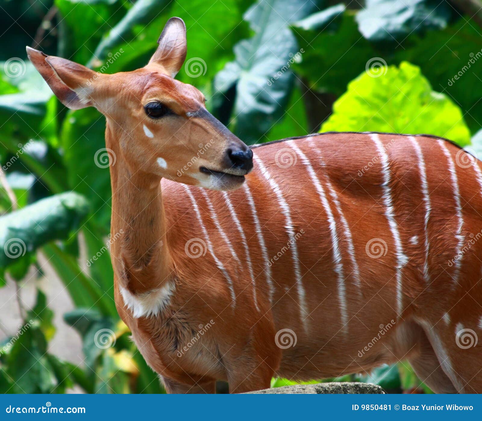 bongo animal