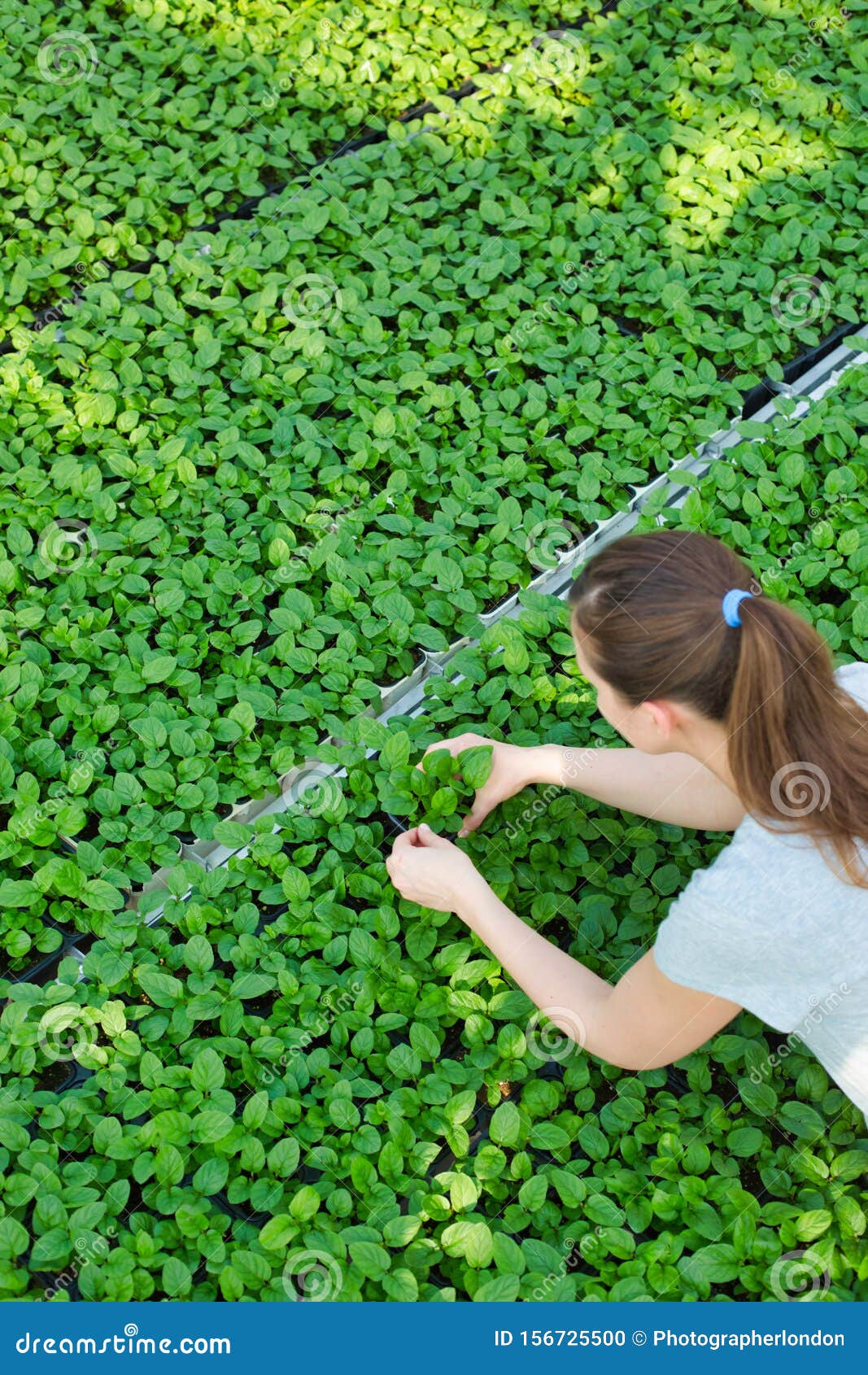 high angle view of female botanist examining seedlings in plant nursery