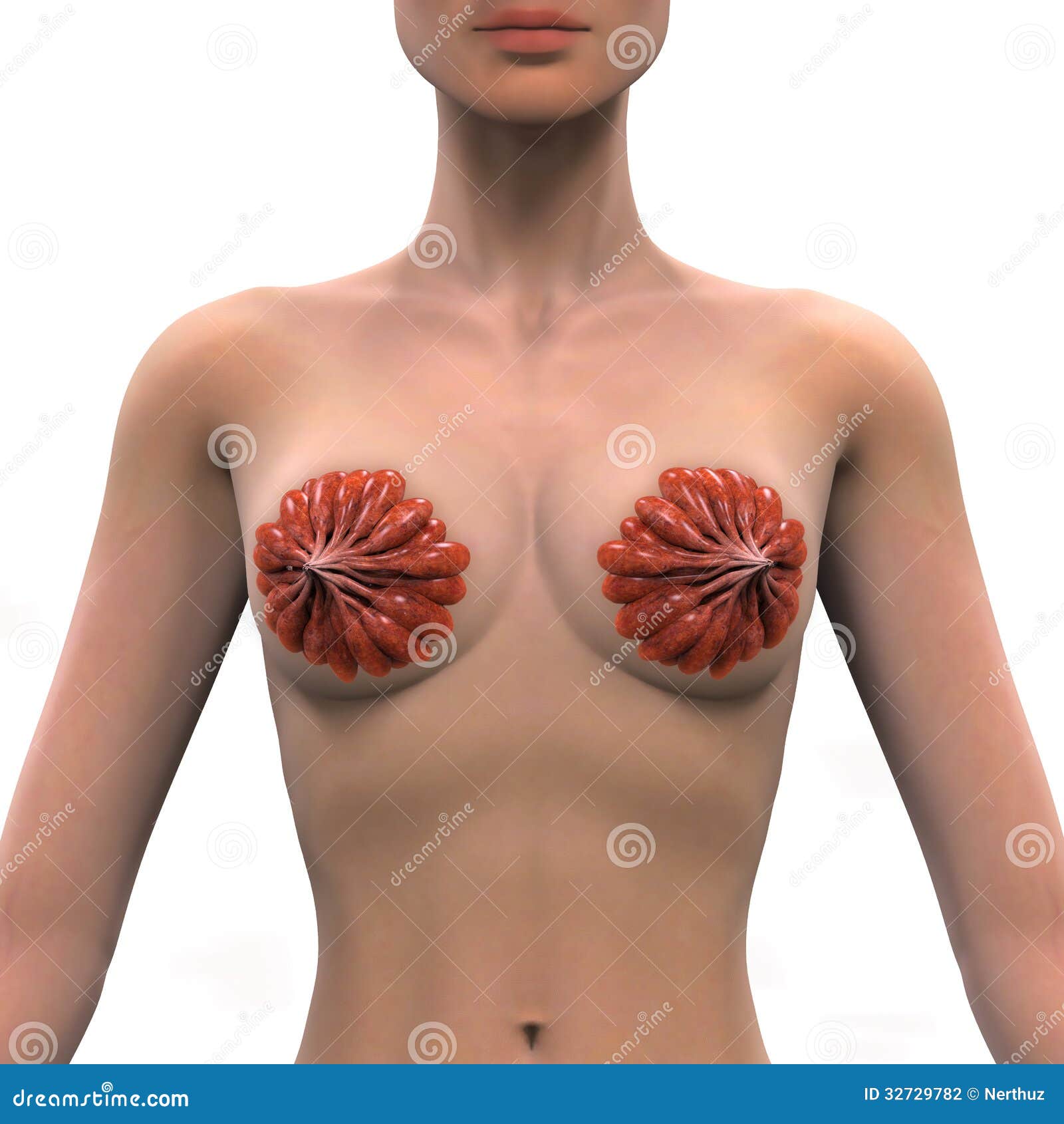 Female Breast Anatomy stock illustration. Illustration of biology