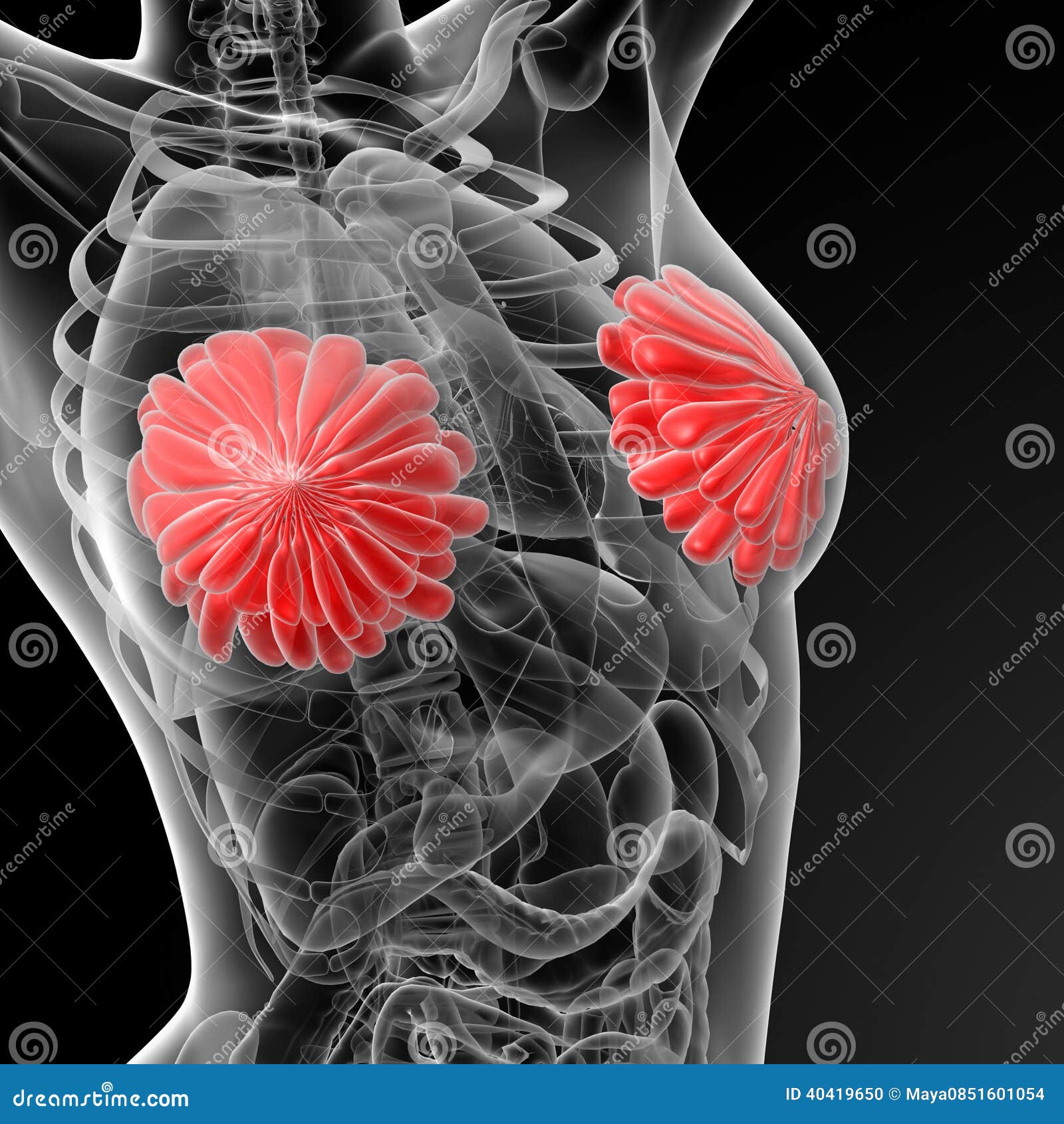 Stock Photo Female breast anatomy. Image 40419650