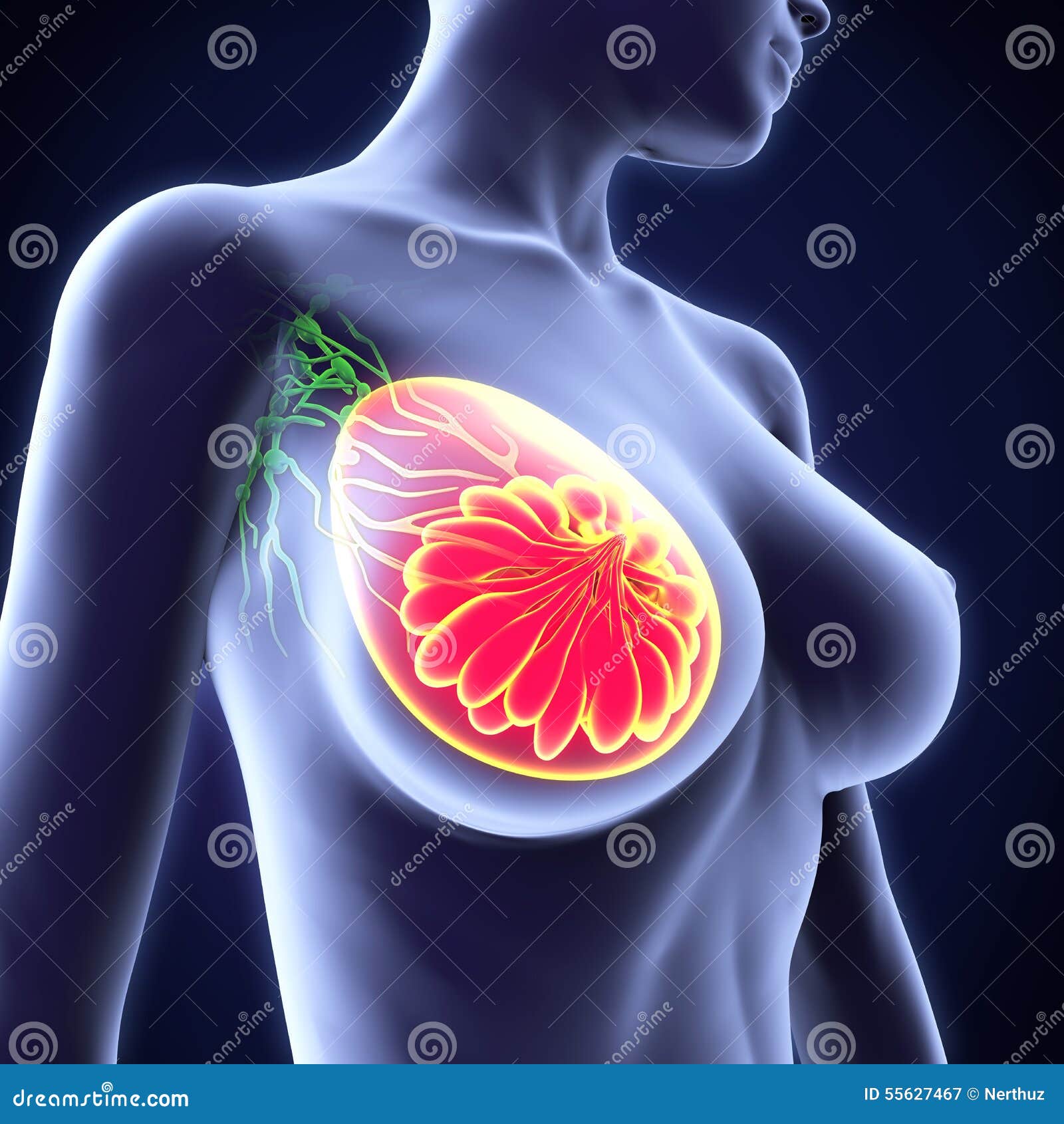 Female Breast Anatomy stock illustration. Illustration of cell - 55627467