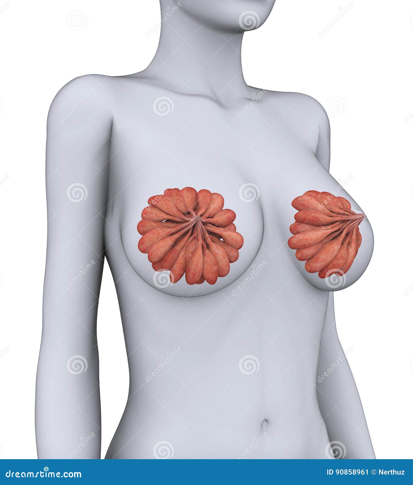 Female Breast Diagram