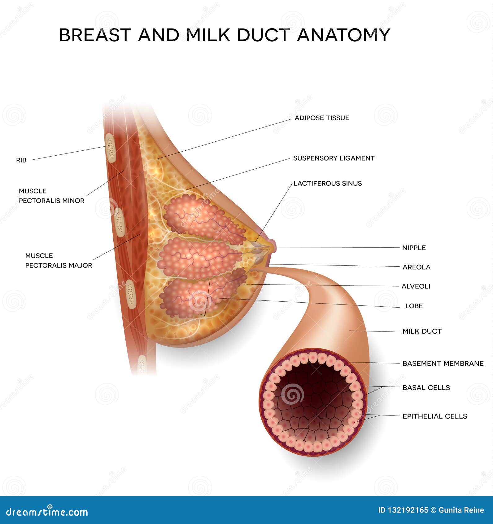 Normal Breast Stock Illustrations – 80 Normal Breast Stock