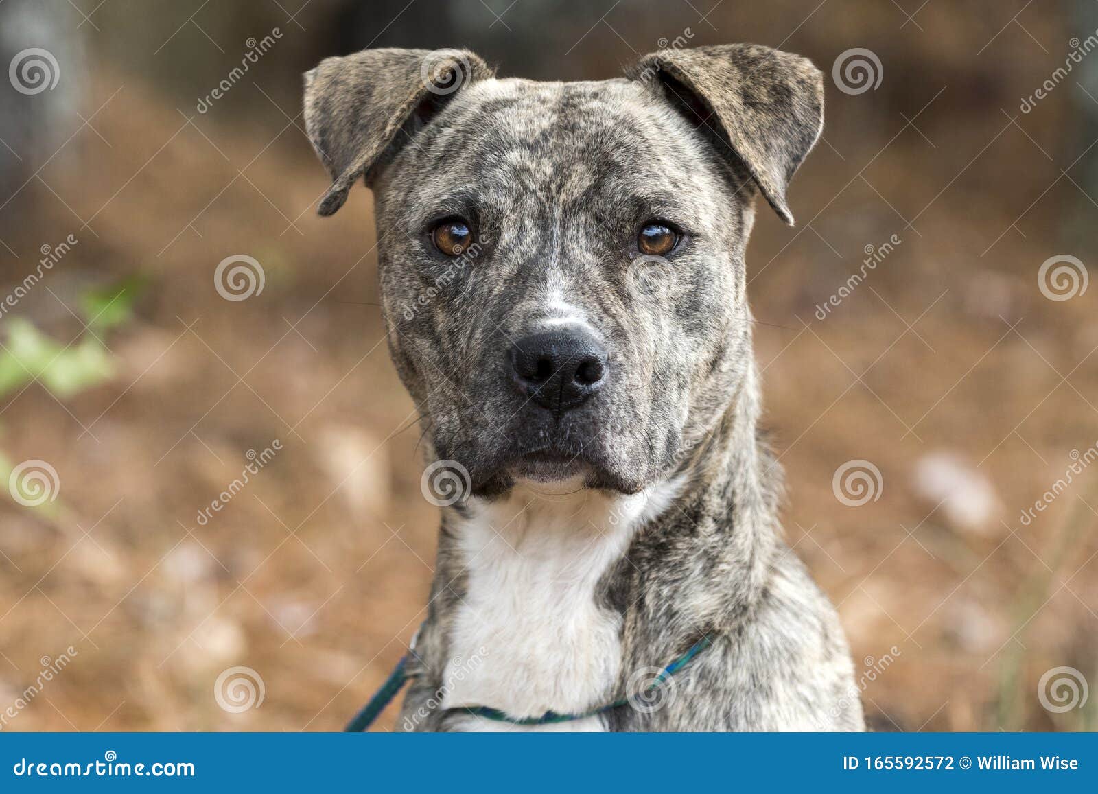 pitbull brindle dog