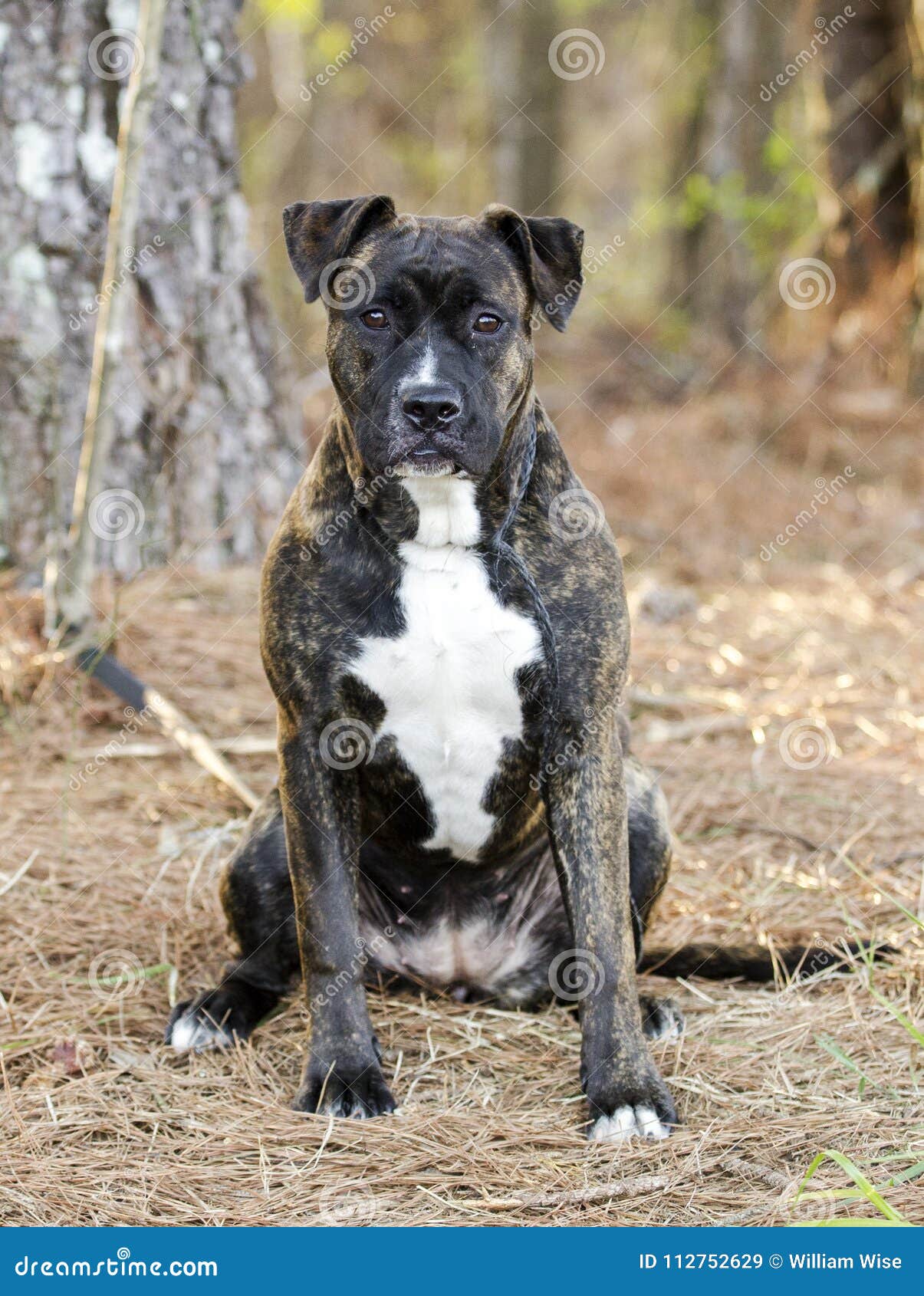 brindle mastiff pit mix